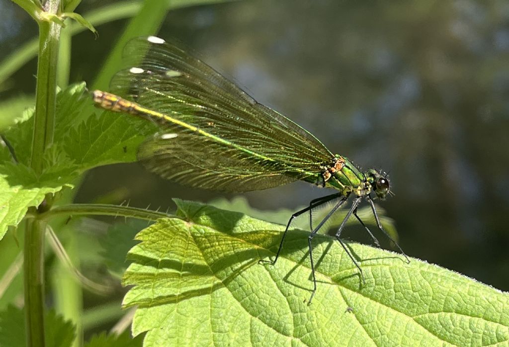 Calopteryx splendens..... m. e f.